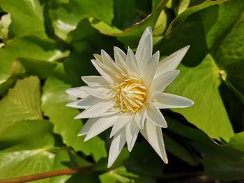 Close-up of white flowering plant