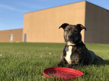 Dog looking away on field