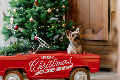 A cute yorkshire terrier is sitting in a red toy car against the background of a christmas tree