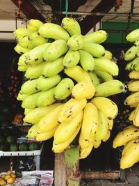 Close-up of yellow fruits on tree