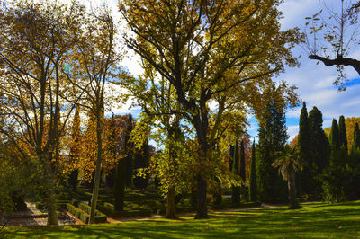 Trees growing in park