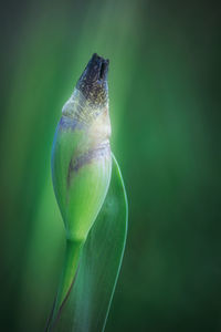 Close-up of a flower