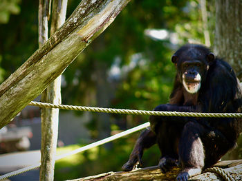 Monkey sitting on a tree