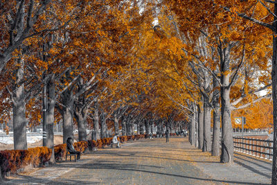 Footpath amidst trees in park during autumn