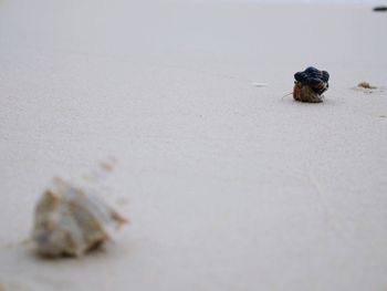 Close-up of a shell on the beach