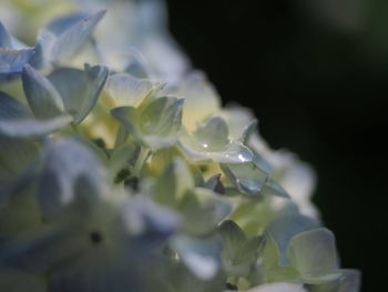 Close-up of water drops on plant