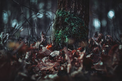 Close-up of autumn leaves on tree trunk in forest