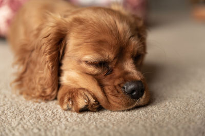 Close-up of puppy sleeping