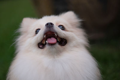 Close-up of a dog yawning