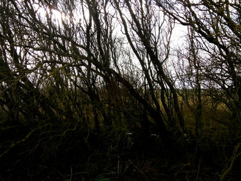 Trees growing on field
