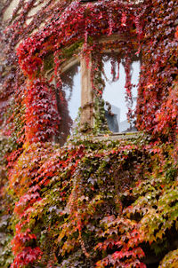 Ivy covered window