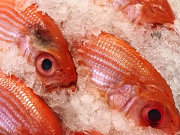 Close-up of fish in ice at market