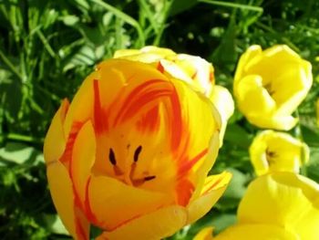 Close-up of yellow flower