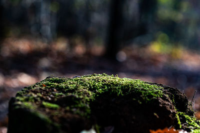 Close-up of moss growing on rock