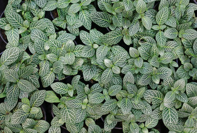 Full frame shot of plants