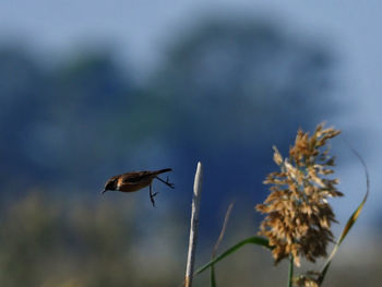 Close-up of bird flying