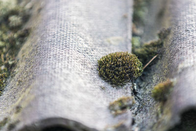High angle view of moss growing on tree trunk