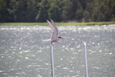 Seagull flying over lake