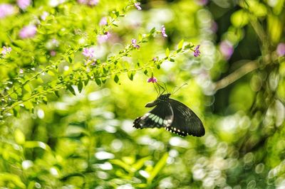 Close-up of butterfly on leaf