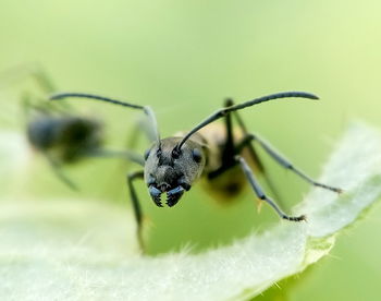 Close-up of insect on leaf