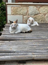 Portrait of cat sitting on wood