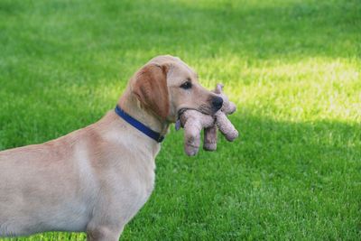 Dog looking away on grassy field