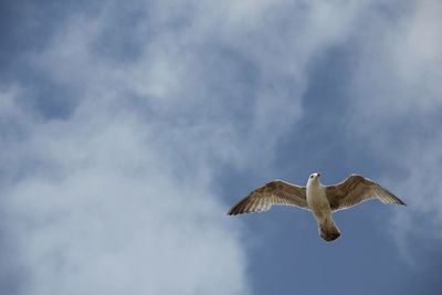 Low angle view of bird flying against sky