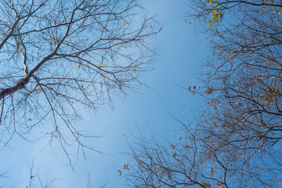 Low angle view of bare tree against sky