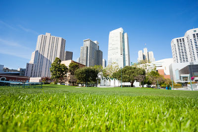 Trees growing on field against modern buildings in city against sky