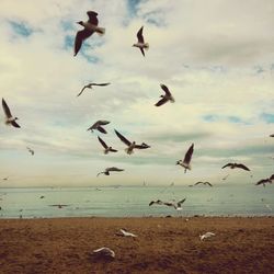 Low angle view of seagulls flying over beach against sky