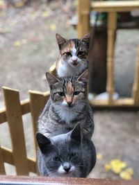 Portrait of cats sitting outdoors