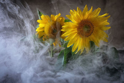 Close-up of sunflower