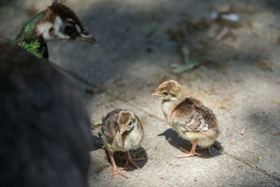 Close-up of bird