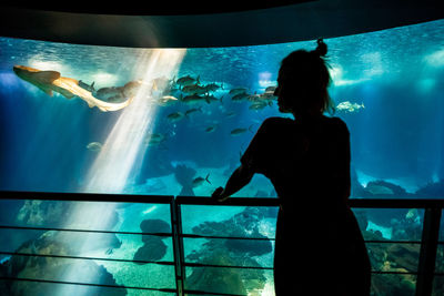 Rear view of fish swimming in aquarium