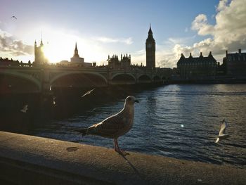 Seagull flying over river with city in background