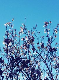 Low angle view of flower tree against clear sky