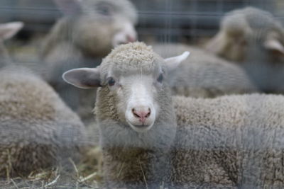 Close-up portrait of sheep