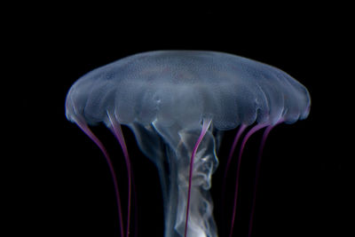 Close-up of jellyfish swimming in aquarium