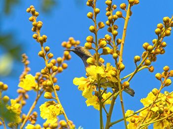 Low angle view of yellow flowering plant