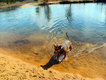 Dog in water