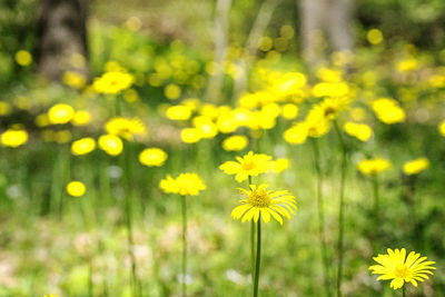 Close-up of yellow flowering plant on field