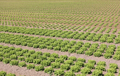 High angle view of vineyard