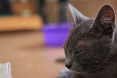 Close-up of cat looking away