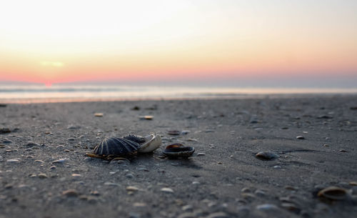 View of crab on beach during sunset