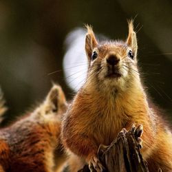 Close-up of an animal