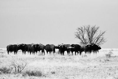 Horses grazing on grassy field against clear sky