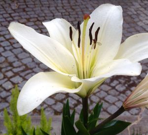 Close-up of white flower