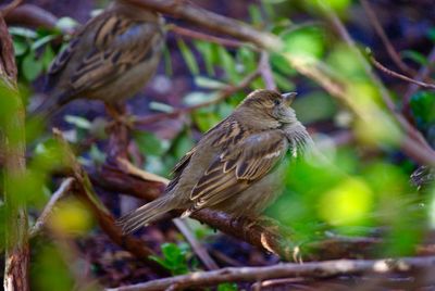 Birds perching on branch