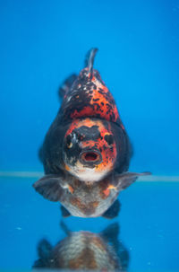 Beautiful calico ryukin fancy goldfish in fresh water glass tank on blue background