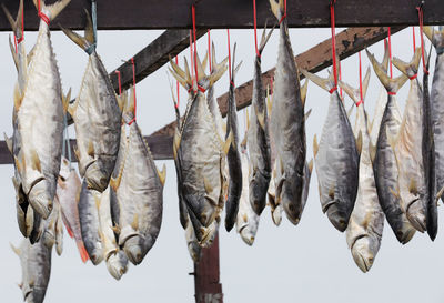 Close-up of fish for sale in market